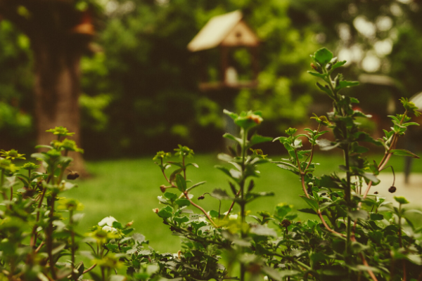 giardino