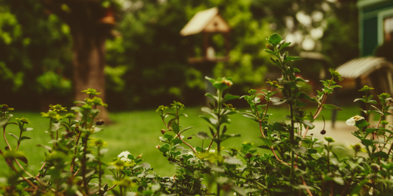 giardino